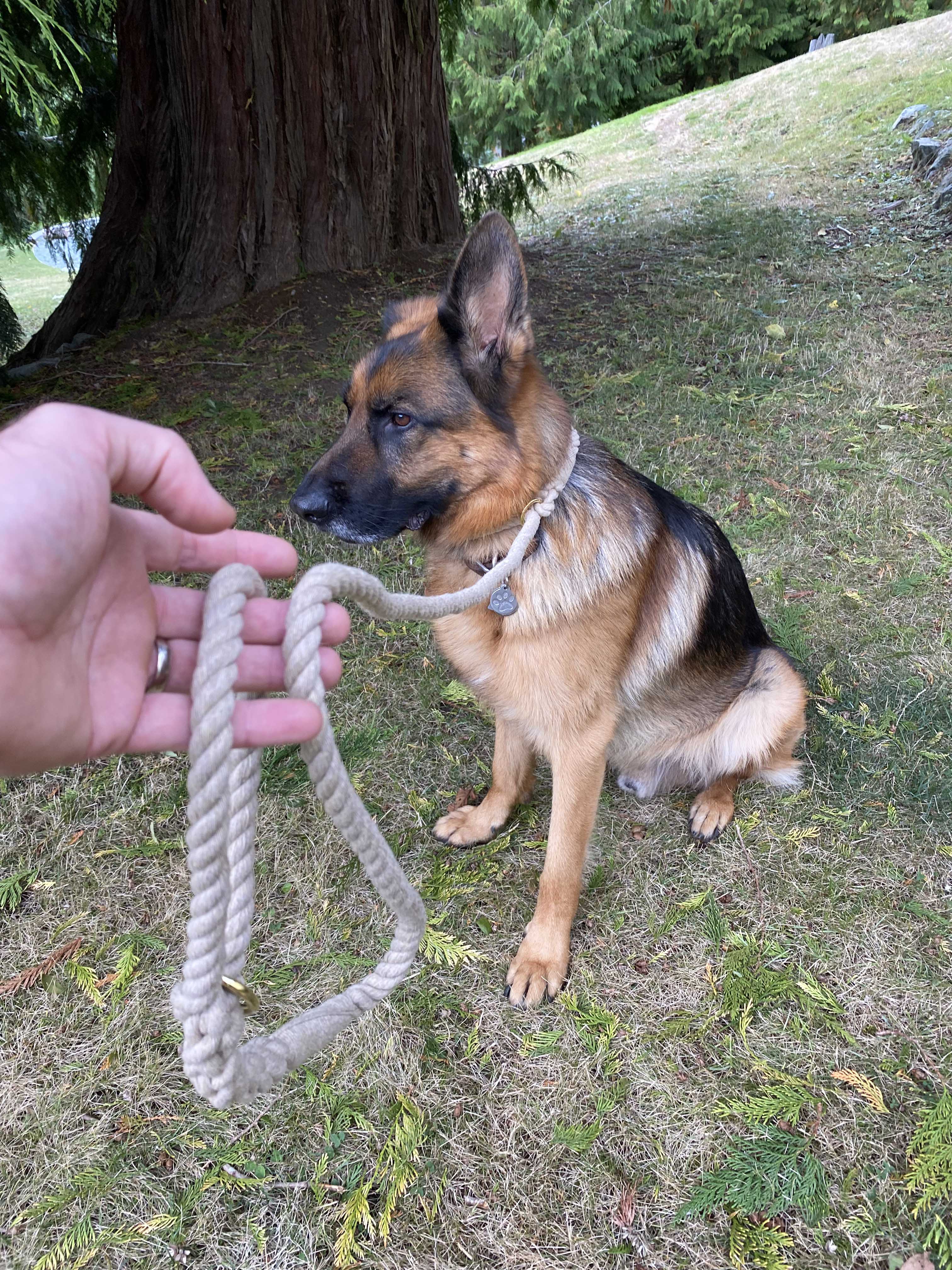 Top Paw Rope Slip Dog Lead in Black, Size: 5 ft | PetSmart