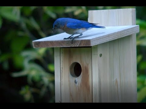 cedar bluebird house