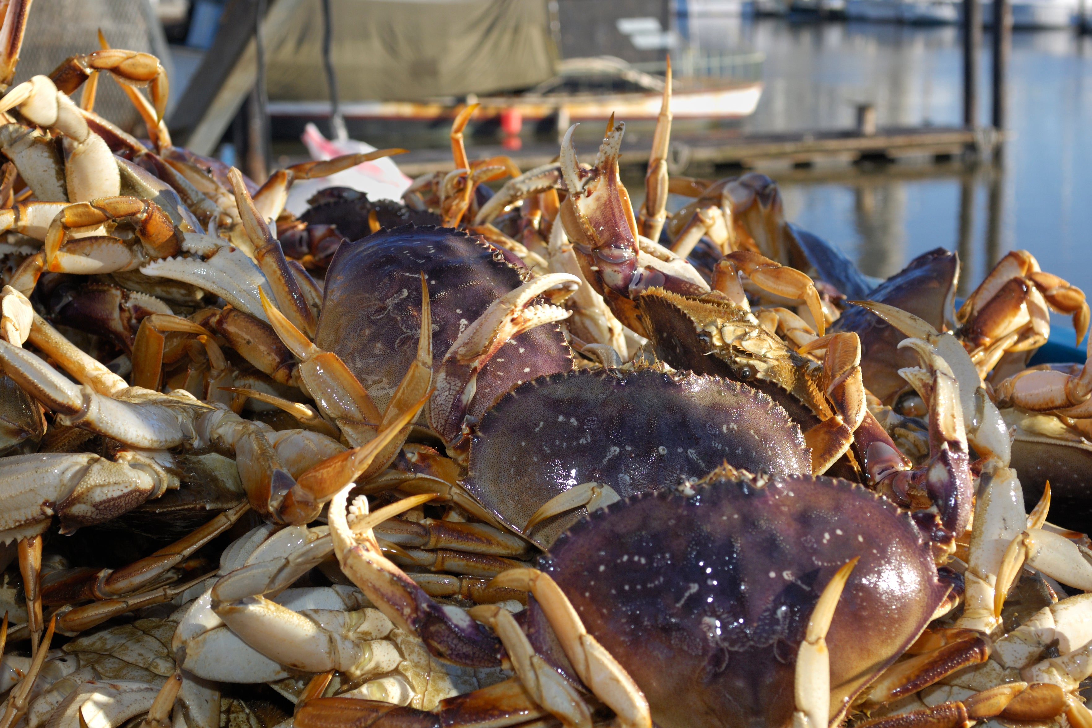 Se abre la temporada del cangrejo Dungeness | Cumpla con las normas: compre  Rot Cord – Ravenox