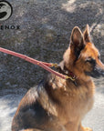 German Shepherd wearing the Ravenox Leather Safety Dog Leash in burgundy, showing the dual solid brass bolt snaps attached to a prong collar and harness for secure and safe training. (8660536590573)