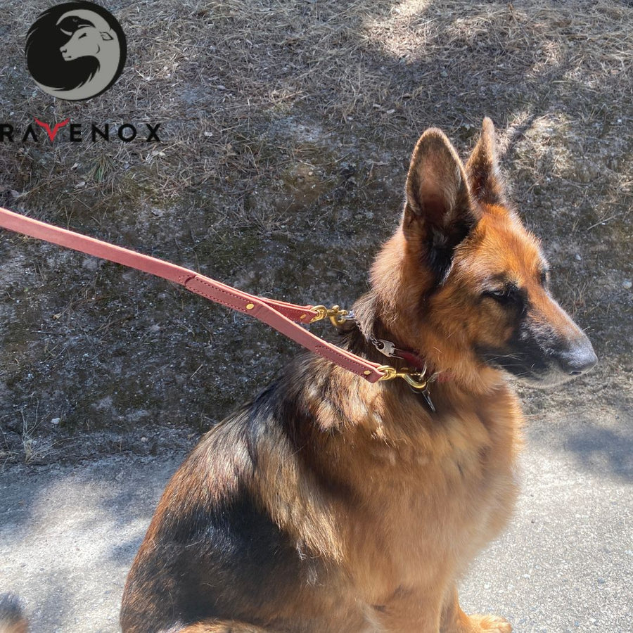 German Shepherd wearing the Ravenox Leather Safety Dog Leash in burgundy, showing the dual solid brass bolt snaps attached to a prong collar and harness for secure and safe training. (8660536590573)