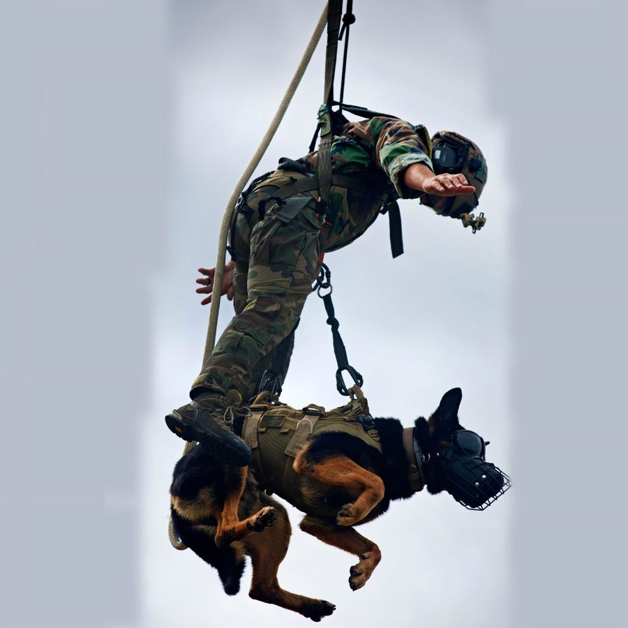 U.S. Marine and military working dog tandem on a SPIE line under a helicopter, showing the SPIE system's ability to safely extract both personnel and animals.  (8745383624941)