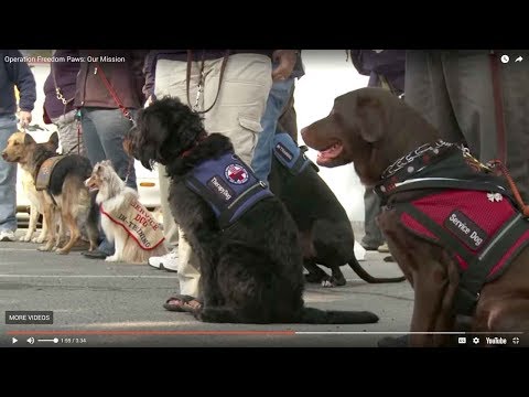 Leather Safety Dog Leash